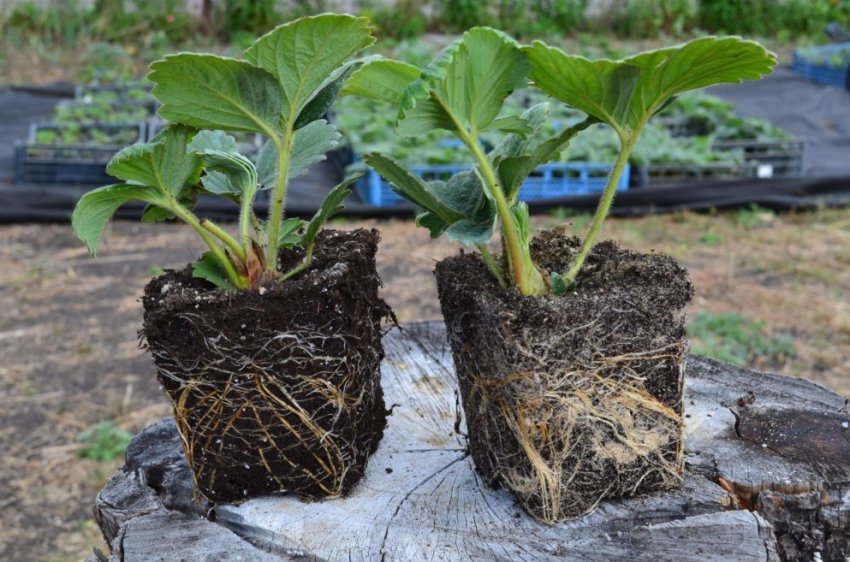 Розсада полуниці