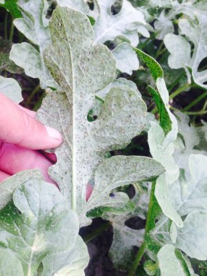 Попелиця на листках арбузов