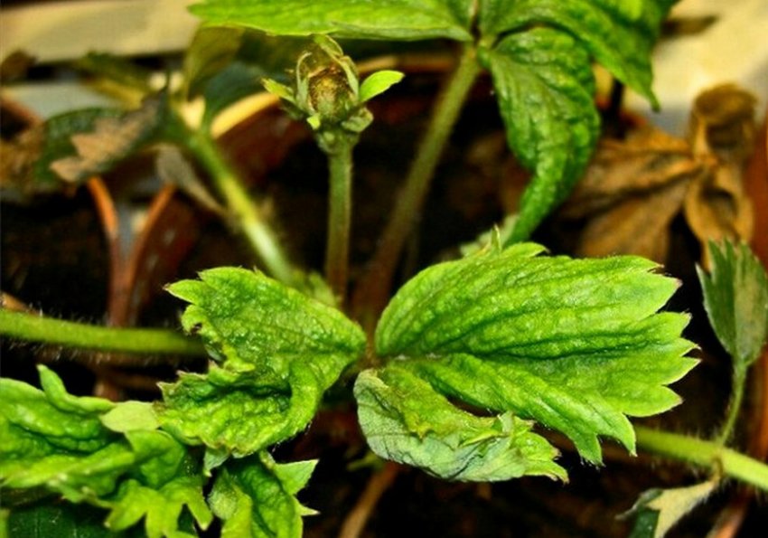 Грибок вертициллез