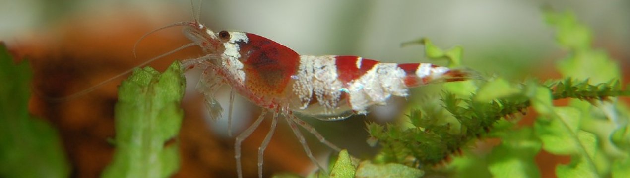 В Україні скоро з'явиться перша ферма креветочная