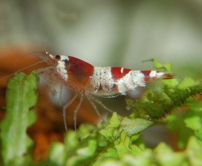 В Україні скоро з'явиться перша ферма креветочная