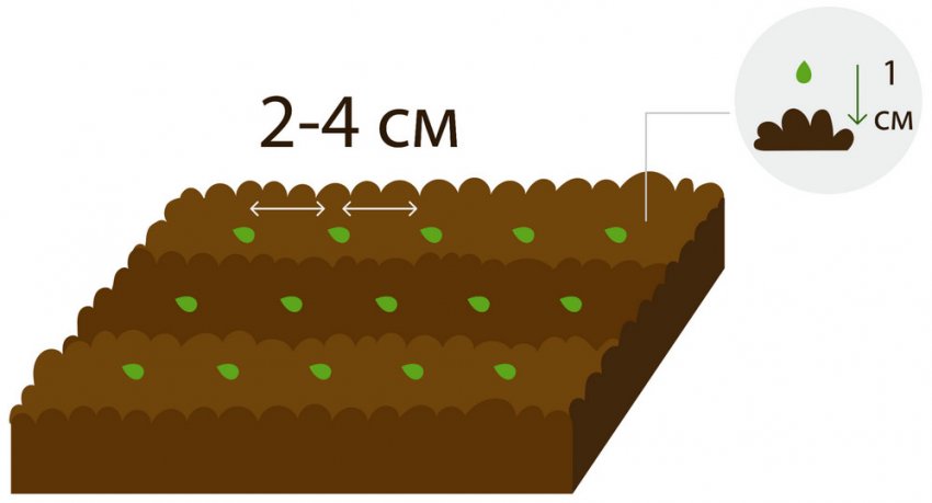 Посів насіння полуниці