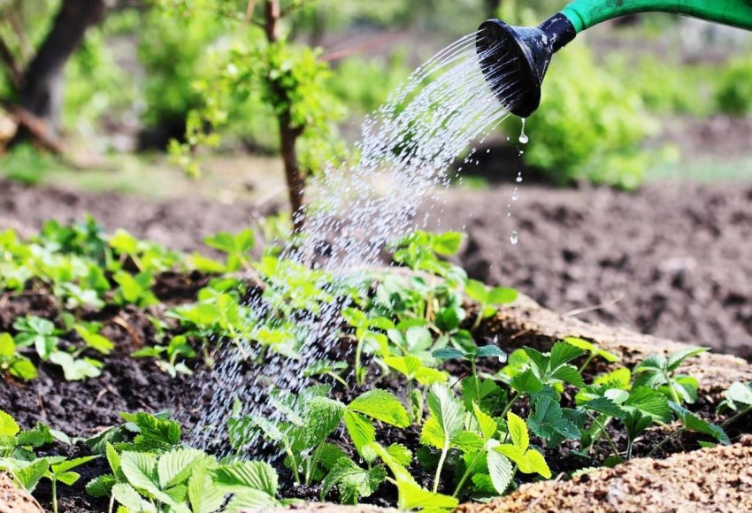 Полив полуниці