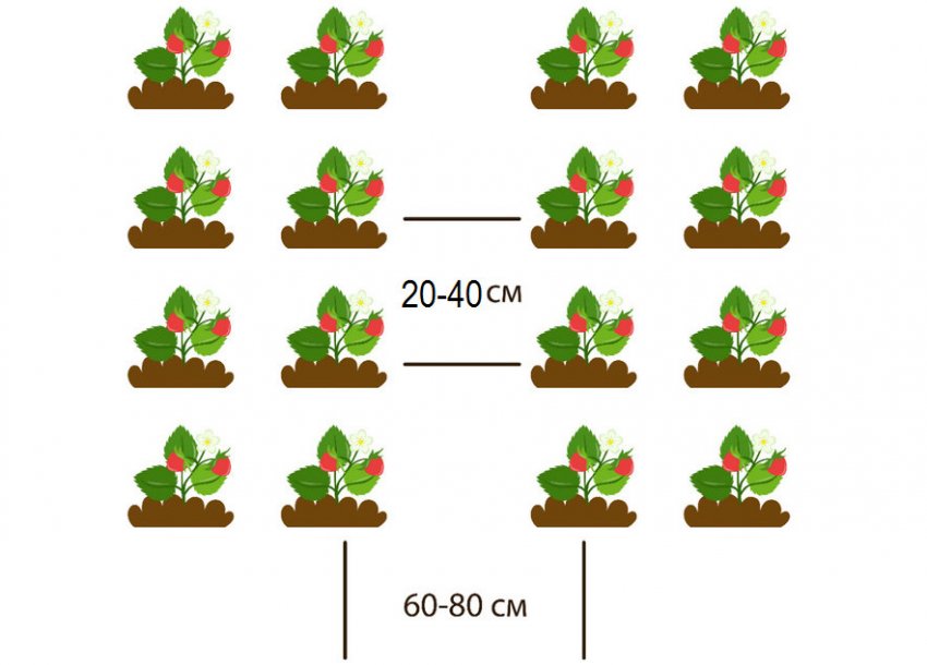 Дворядкова посадка