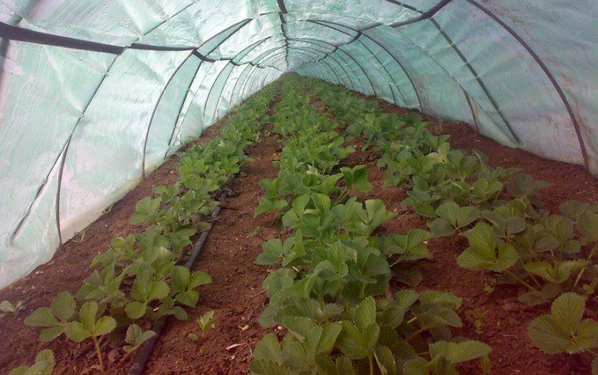 Плівкові тунелі для полуниці