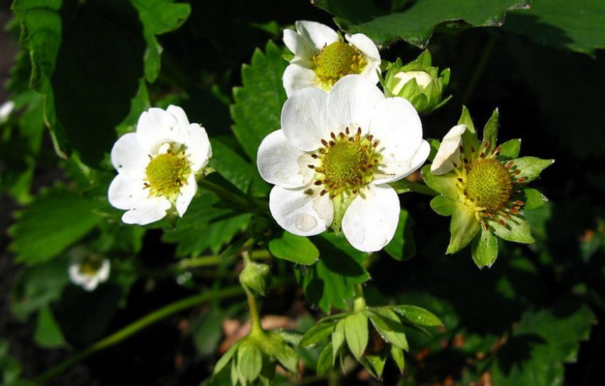 Цвітіння сорти полуниці Полька