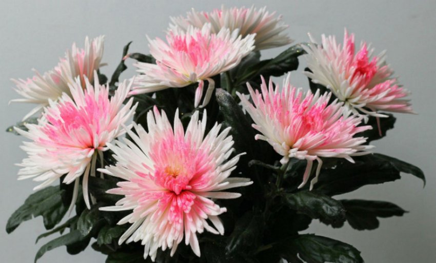 Хризантема Анастасія