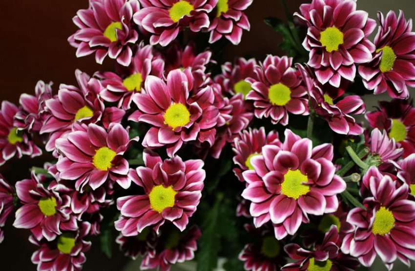 Хризантема Арлекіно