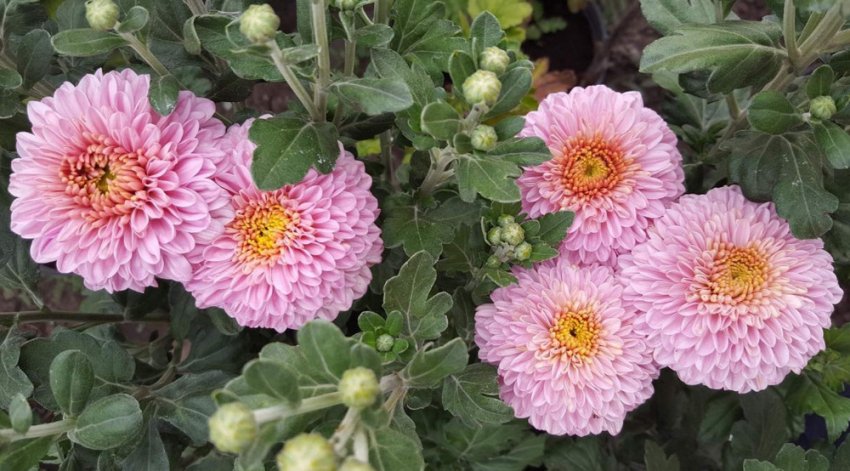 Хризантема Белла пінк