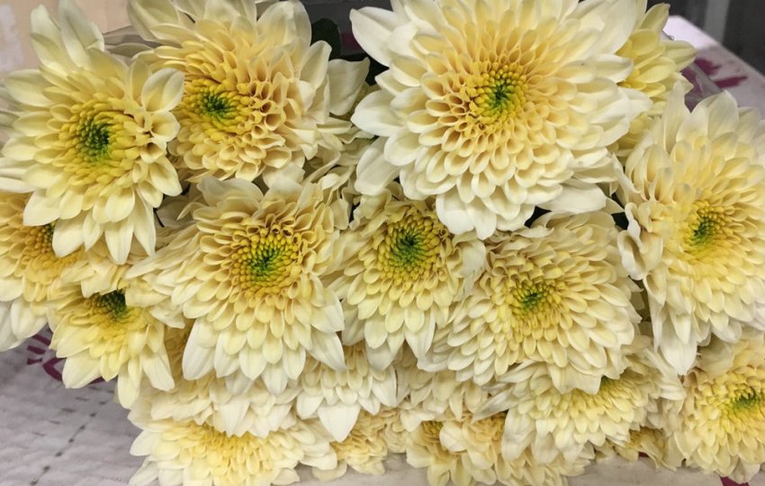 Хризантема Ванілла