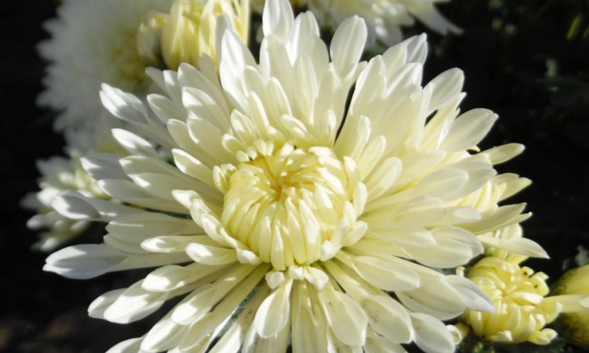 Хризантема Корейка біла