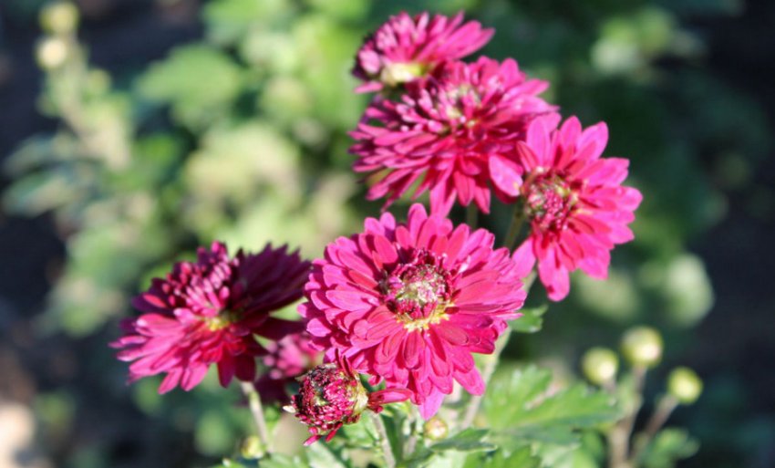 Хризантема Лелия