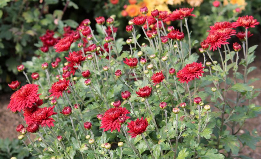 Хризантема Ліпстік