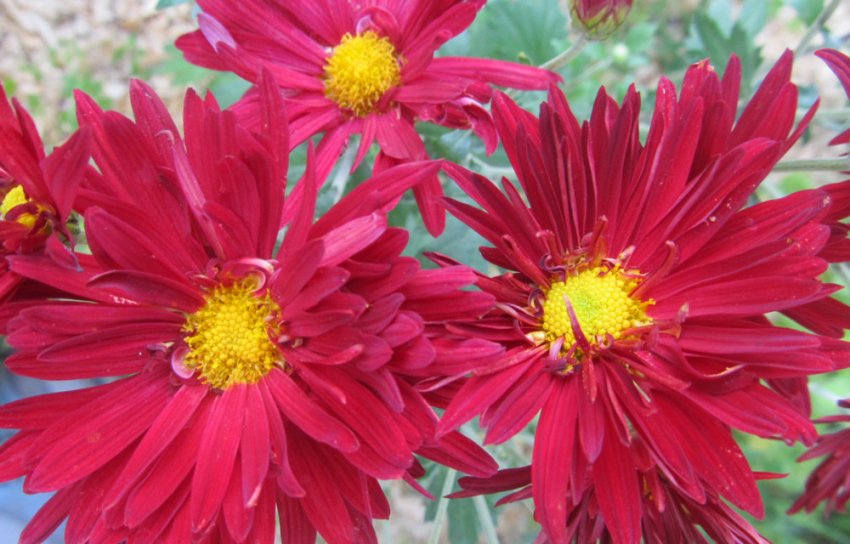 Хризантема Мальчиш-Кібальчиш