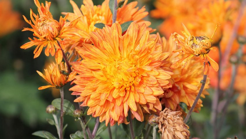 Хризантема Помаранчевий захід