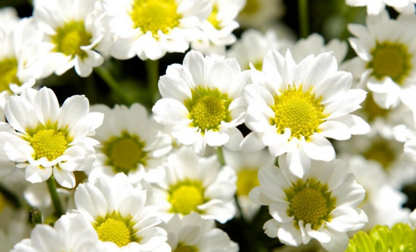Хризантема Ромашка