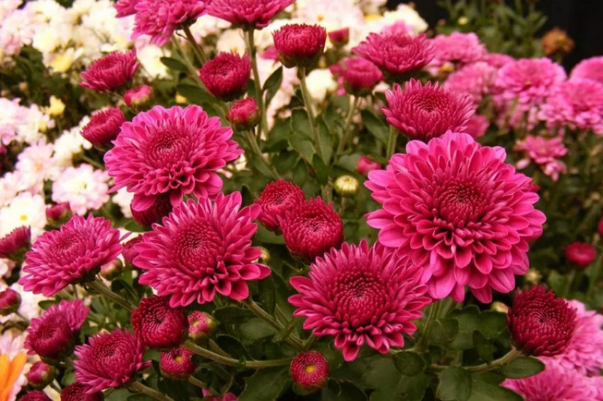 Хризантема Талісман