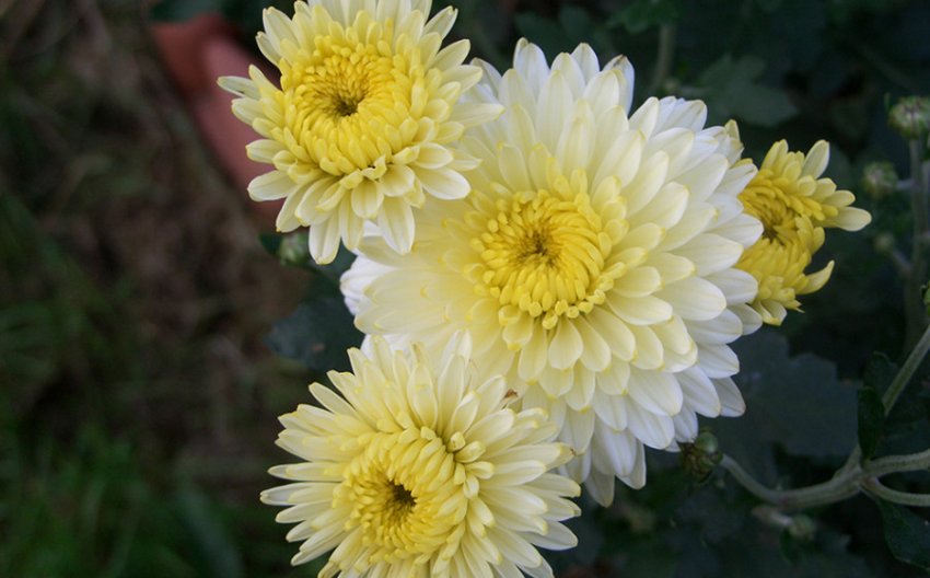 Хризантема Умка