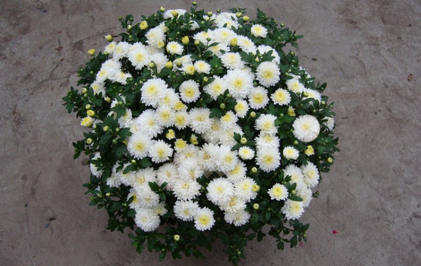 Хризантема Еверест
