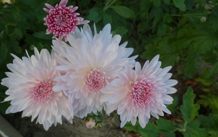 Яблуневий цвіт