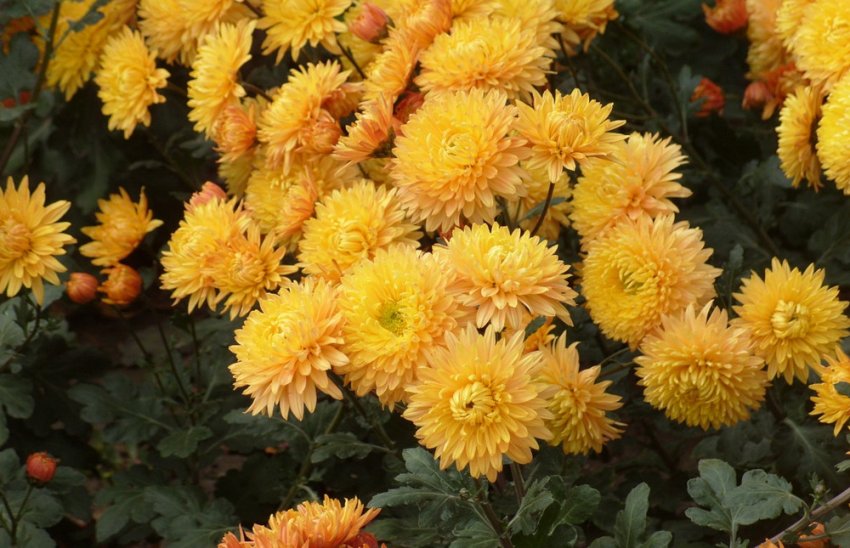 Хризантема Бурштин