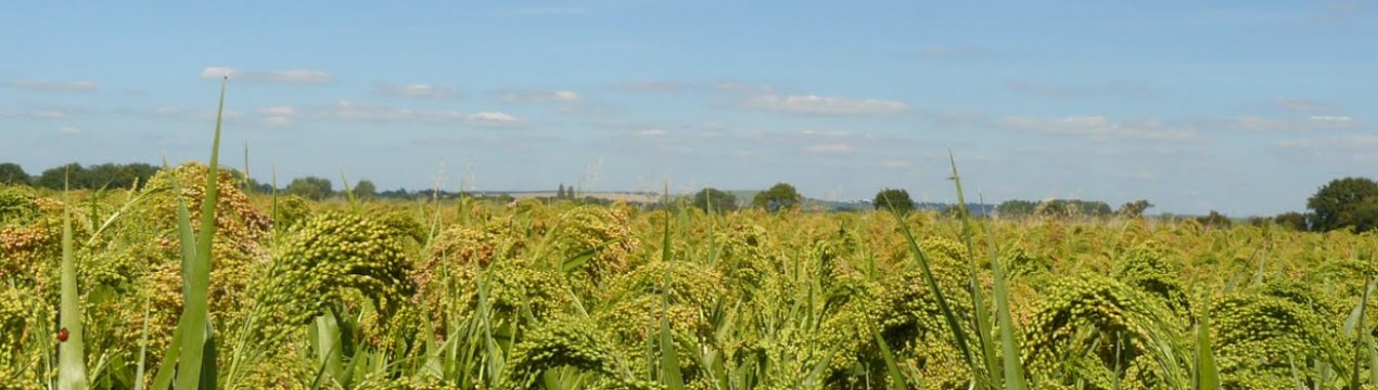 Українські чиновники просять аграріїв сіяти більше проса