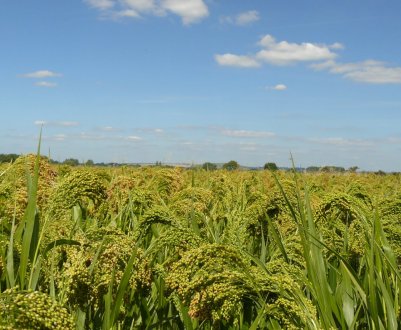 Українські чиновники просять аграріїв сіяти більше проса
