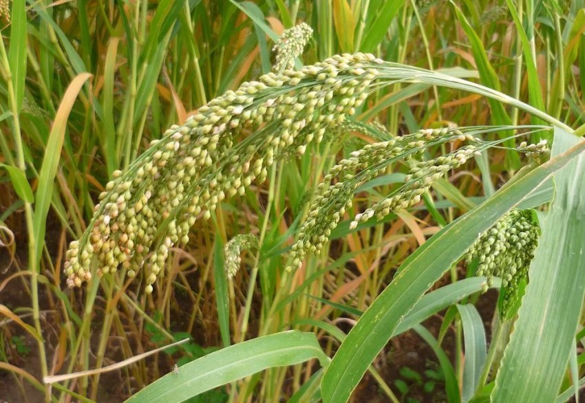 Українські чиновники просять аграріїв сіяти більше проса