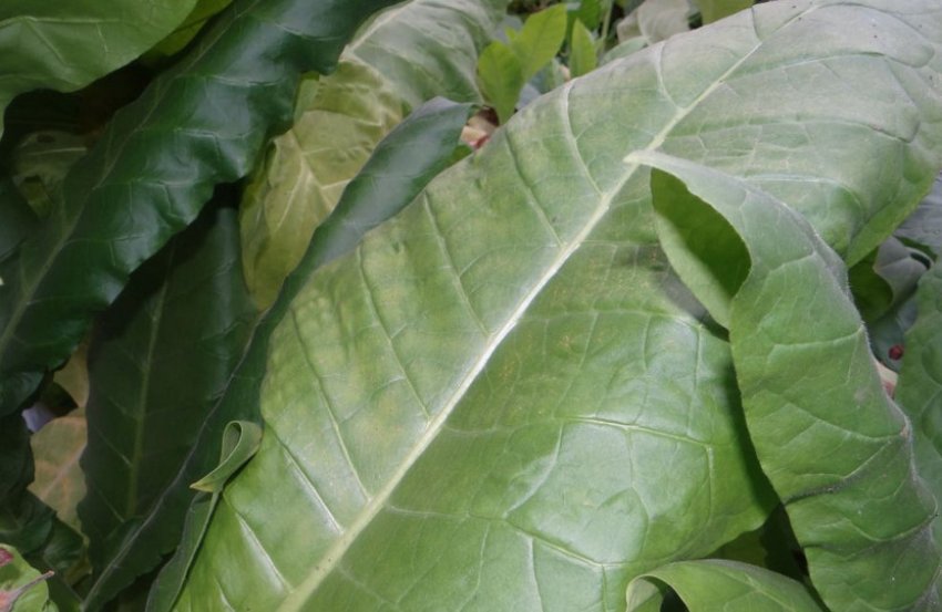 Дюбек передгірний