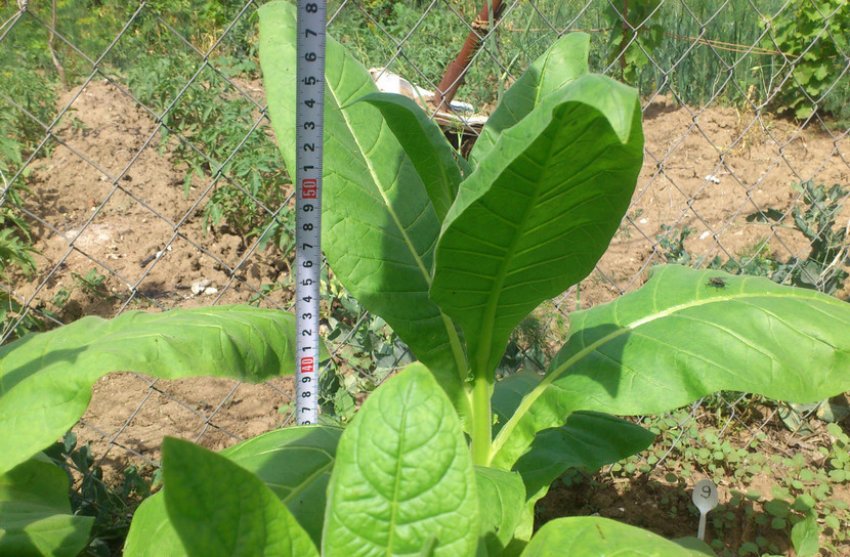 Дюбек новий