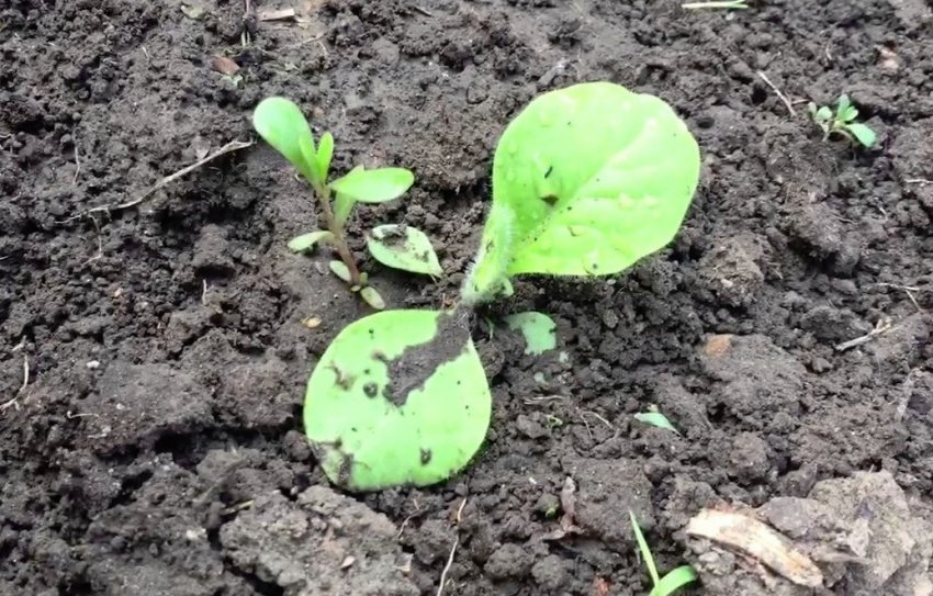 Посадка тютюну у відкритий ґрунт