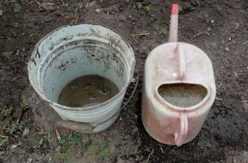 Курячий послід