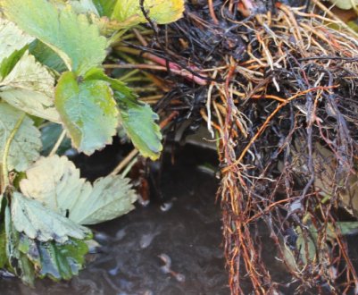 Як зберегти розсаду полуниці до посадки?