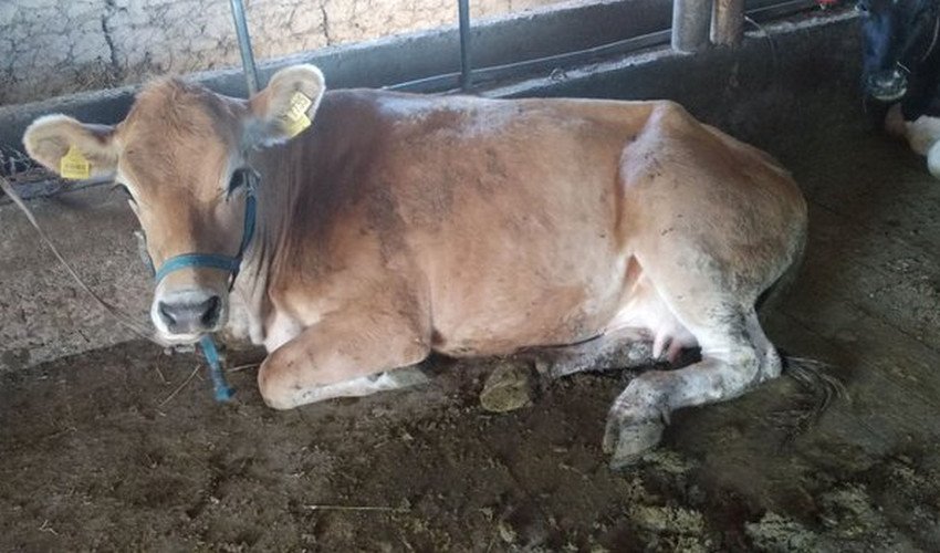 Корова породи Лімузин Корова породи Лімузин