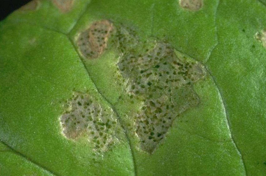 Тютюновий трипс