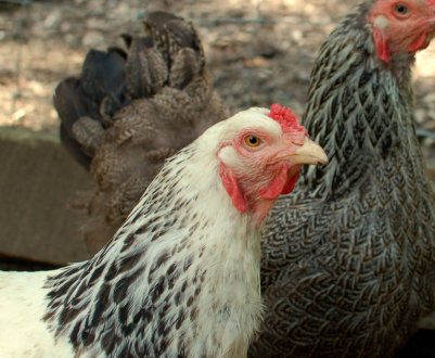 Порода курей майстер грей: опис, розведення в домашніх умовах