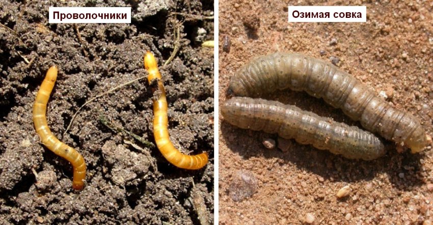 Дротянки і озима совка