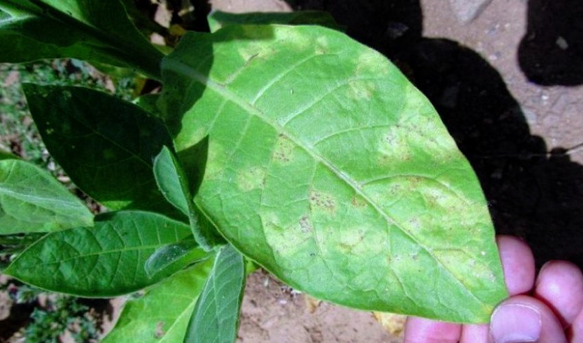 Борошниста роса на листі тютюну