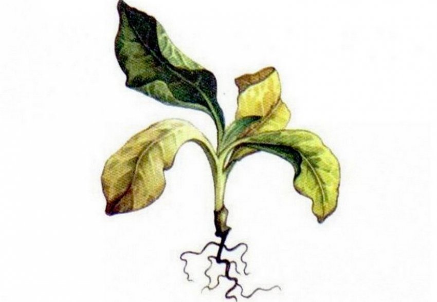 Чорна гниль на тютюні