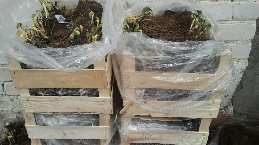 Как сохранить землянику выращиваемую в ящиках зимой?