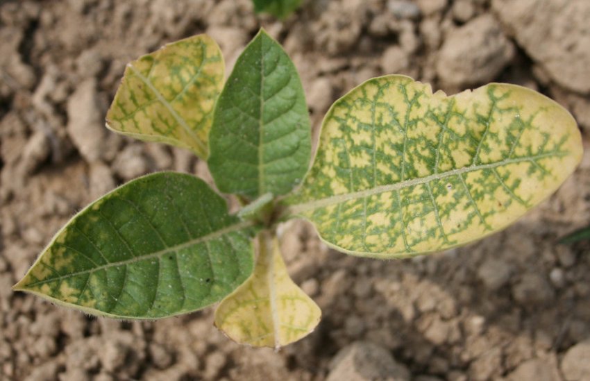 Мозаїка тютюну