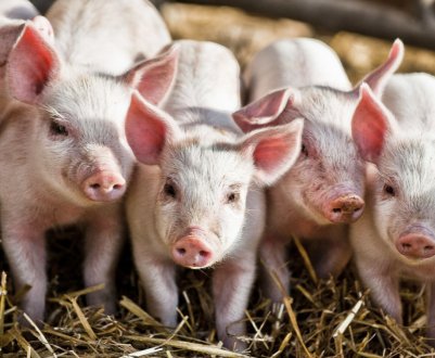 Тиску свинарів Англії змусило Amazon змінити рекламний ролик