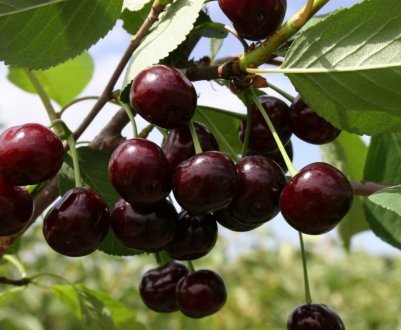 Особливості вишнево-черешневого гібрида (дюка)