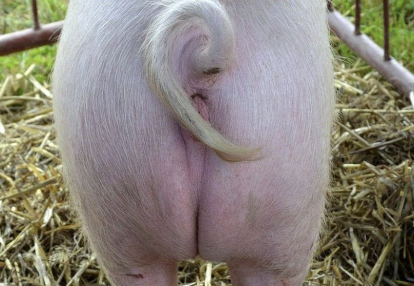 Статеві органи свині