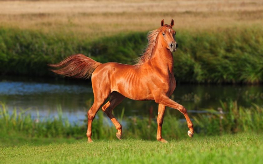 Будённовская лошадь