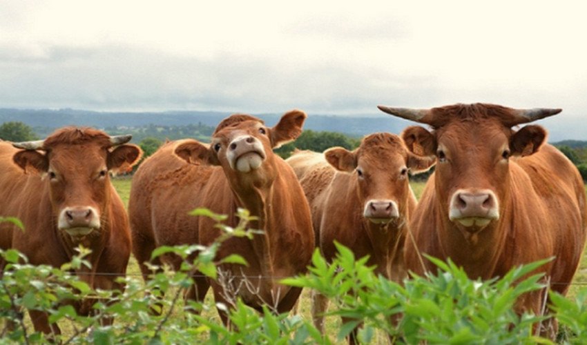 Корова породи Лімузин Корова породи Лімузин