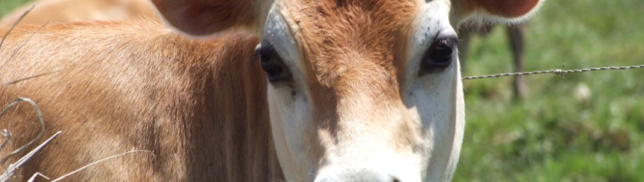 В Ірландії закликають до негайного припинення експорту телят