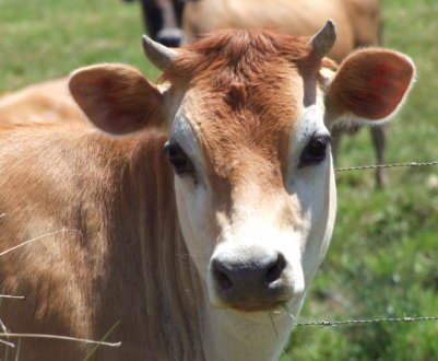 В Ірландії закликають до негайного припинення експорту телят