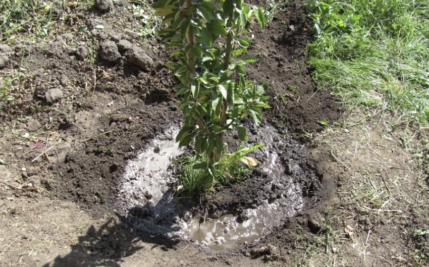 Полив абрикоса Полив абрикоса