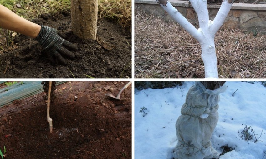 Підготовка абрикоса до зими Підготовка абрикоса до зими